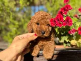 Safkan Güzelli̇k Di̇şi̇ Poodle Yavrular