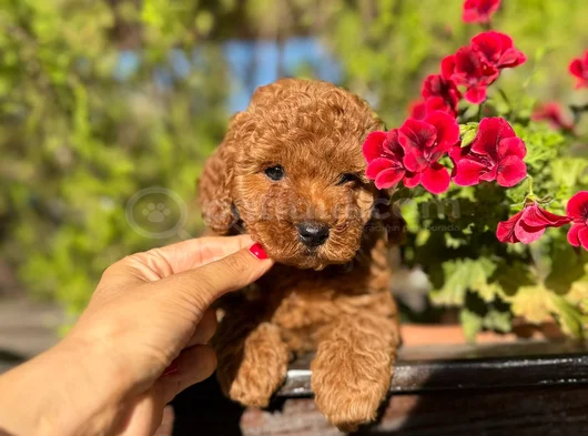 Safkan Güzelli̇k Di̇şi̇ Poodle Yavrular görsel
