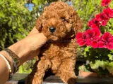 Safkan Güzelli̇k Di̇şi̇ Poodle Yavrular