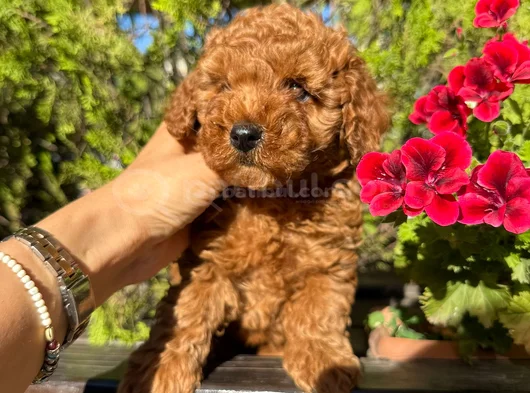 Safkan Güzelli̇k Di̇şi̇ Poodle Yavrular görsel