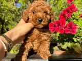 Safkan Güzelli̇k Di̇şi̇ Poodle Yavrular