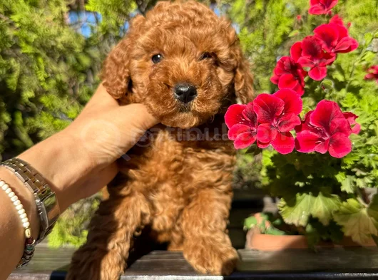 Safkan Güzelli̇k Di̇şi̇ Poodle Yavrular görsel