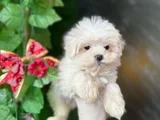Teacup Maltese Yavrular