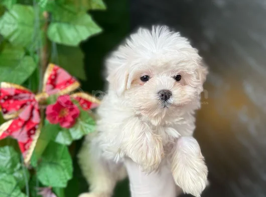 Teacup Maltese Yavrular görsel
