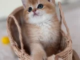 Golden British Shorthair