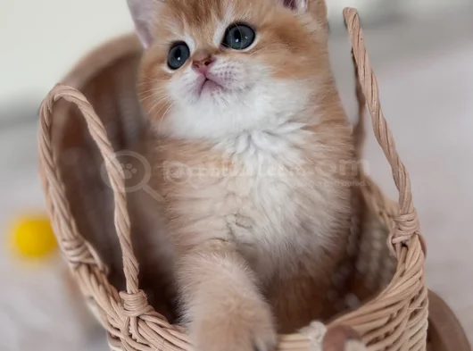Golden British Shorthair görsel