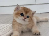 Golden British Shorthair