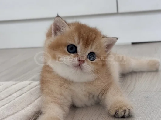 Golden British Shorthair görsel