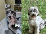 Beylikdüzü Labradoodle
