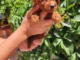 Toy Poodle Bebekler