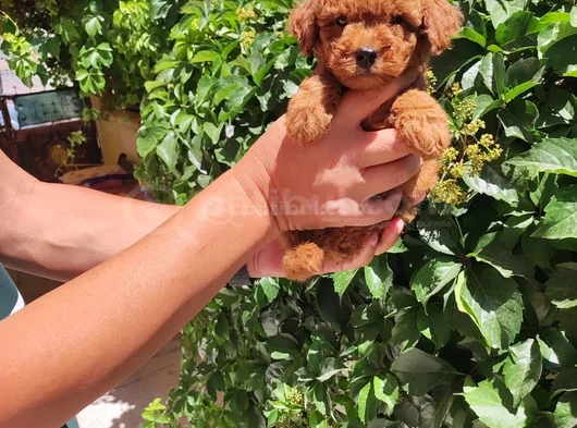 Toy Poodle Bebekler görsel