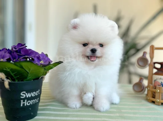 Teacup Ori̇ji̇nal Boo görsel