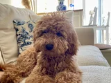 Akıllı Ve Eğitimli Toypoodle