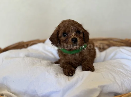 Orijinal Toy Ve Teacup Kore Poodle Yavrular görsel
