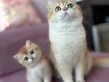 Golden British Shorthair