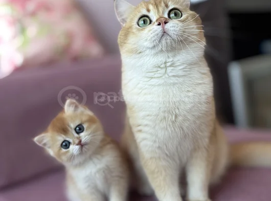 Golden British Shorthair görsel