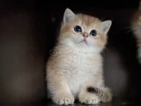 Golden British Shorthair