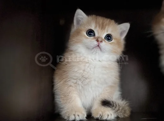 Golden British Shorthair görsel