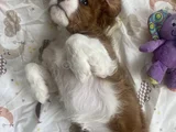 King Charles