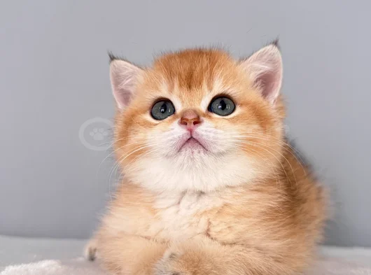 Golden British Shorthair