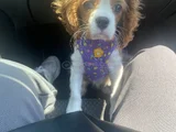 King Charles