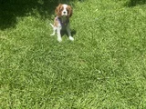 King Charles