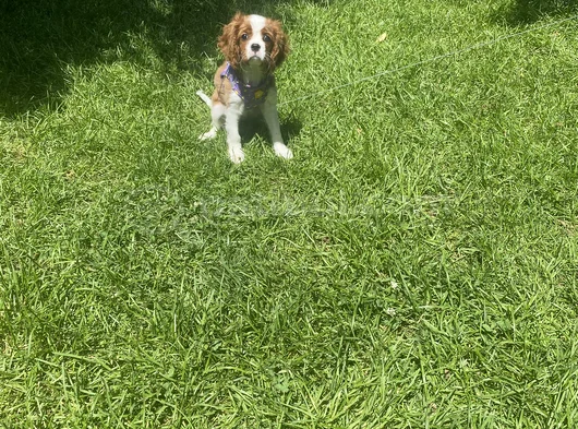 King Charles görsel