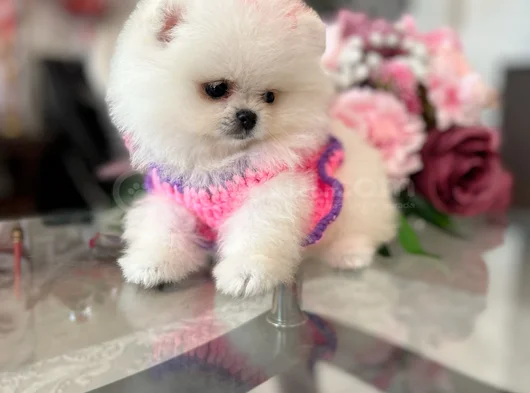 Teacup Ori̇ji̇nal Boo görsel