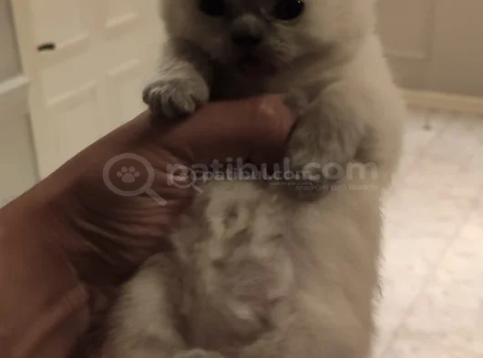 Bule Poi̇nt Yavru görsel