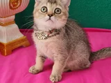 Black Golden British Shorthair Yavrumuz Sizleri Bekliyor