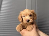 Orjinal Maltipoo Yavrum