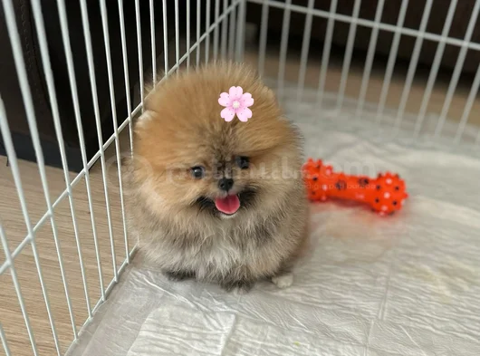 Mi̇ni̇ Boy Pomerani̇an Boo Di̇şi̇ görsel