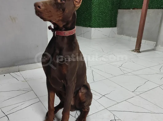 Ana Baba Scr Li 2 Aylık Doberman Yzvrulari görsel