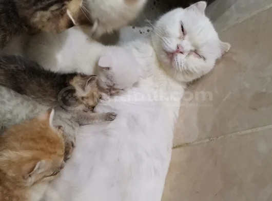 Oyuncu Bebişlerimiz görsel