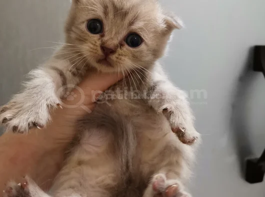 Oyuncu Bebişlerimiz görsel