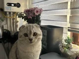 Ücretsiz Sahiplendirme - Scottish Fold Gri Erkek - 1 Yaşında
