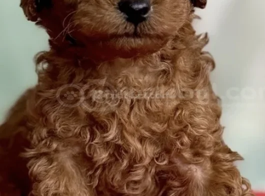 Saf Kan Toy Poodle Karmalarla Karıştırmayın görsel