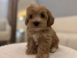 Minik Maltipoo Bebeğim