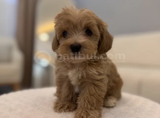 Minik Maltipoo Bebeğim görsel