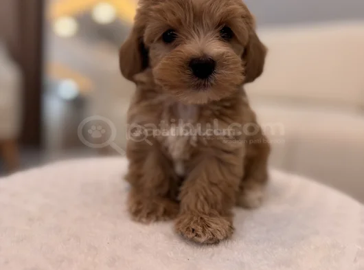 Minik Maltipoo Bebeğim görsel