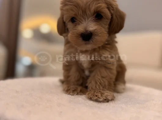 Minik Maltipoo Bebeğim görsel