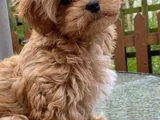 Malti̇poo Yavrular