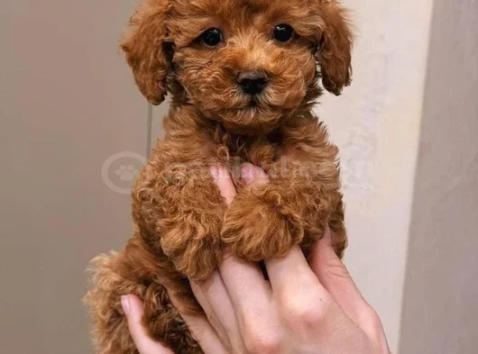 Malti̇poo Yavrular görsel