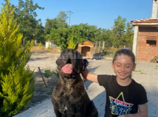 Cane Corso Yavrular Iri Kemikli Ve Sağlıklı görsel