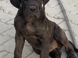 Cane Corso Yavrular Iri Kemikli Ve Sağlıklı