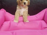 Her Renk Her Boy Orji̇nal Malti̇poo Yavrular