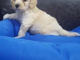Her Renk Her Boy Orji̇nal Malti̇poo Yavrular