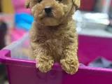 Red Brown Kizil Her Boy Orji̇nal Toy Poodle
