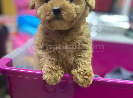 Red Brown Kizil Her Boy Orji̇nal Toy Poodle görsel