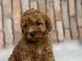 RED BROWN KIZIL HER BOY ORJİNAL TOY POODLE